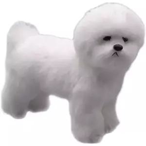 강아지마네킹 비숑 인형 전시 푸들 매장 바디 기본형 스탠딩 펫숍 애견옷