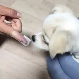 강아지 손가락 칫솔 양치 실리콘 애완견칫솔 애견구강
