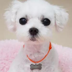 오색 조절매듭 뼈다귀 메탈 네임태그 개목걸이 네임택