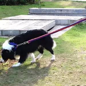 대형견 목줄 로프줄 반려견 리드줄