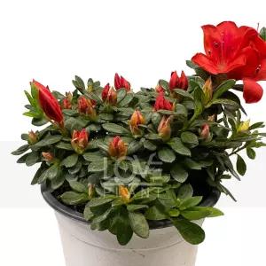 철쭉쏘냐(중품) 아잘레아 철쭉 야생화 관엽 꽃나무 식물키우기 분재