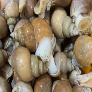 백골뱅이 1KG(35-45미) 생물백골뱅이