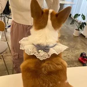 고품질 강아지 레이스 스카프 케이프 블루 M 강아지스카프 강아지케이프 강아지턱받이 WFIQGQ5