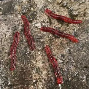 가짜 밑밥 떡밥 지렁이 갯지렁이 미끼 WDBAC57