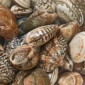 바지락 1KG 제철바지락