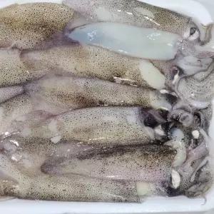 냉동 1kg 총알한치