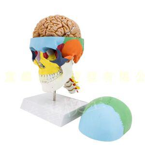 두개골 인체 모형 경추 해골 바가지 3d 장식 구조