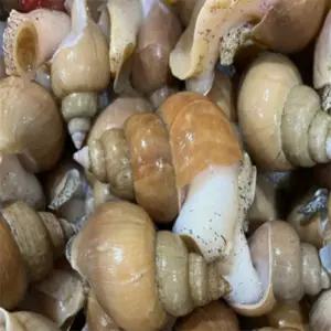 [맛] 자연산 활 백골뱅이 1KG 중,25-35 술안주