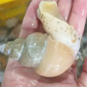 백골뱅이 1KG(25-35미) 살아있는골뱅이