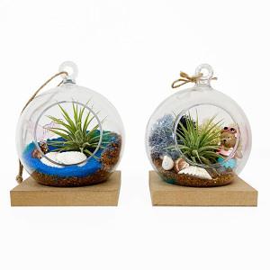 [오피스스쿨] 여름 바닷가 / 모스 산호섬에 핀 이오난사 테라리움 만들기 1인세트  (MDF 받침/원목받침)