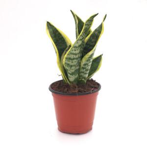 산세베리아 슈퍼바 모종 키우기 플랜테리어 다육 키우기 쉬운 실내 반려 식물