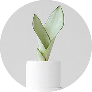 산세베리아/문샤인/미니화분/화분선물/공기정화식물/플랜테리어