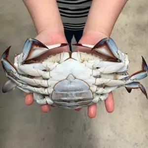 싱싱한 국내산 알배기 급냉 암꽃게 3kg 특대/왕특대 사이즈