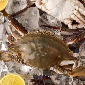 선별100% 벌크 급냉 숫꽃게 총10kg 소(kg당4-6미)