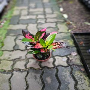 화려한 색감 아이스톤 크로톤 중품 반려식물 40-60cm 119