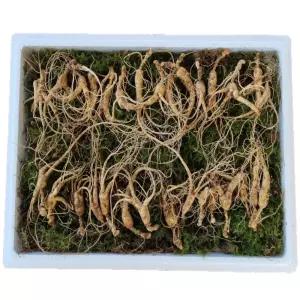 천생삼 야생방치삼 10~11년근 못난이 파지삼 30뿌리 산삼 산양삼 산양산삼 장뇌삼