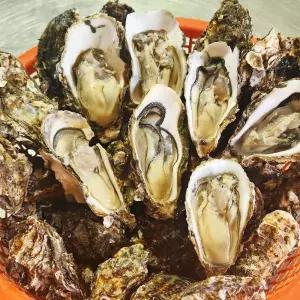 산지출하 세척 여수 석화 굴 각굴 3kg 5kg 10kg