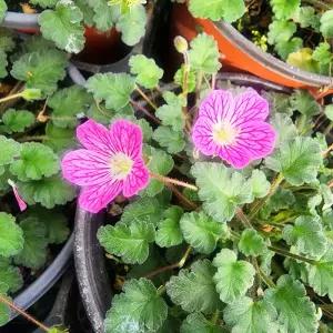 에덴플랜트 풍로초 핑크 소품 풍노초 야생화 다년초 노지월동 화단 정원꾸미기