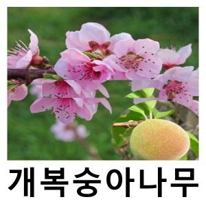 개복숭아나무 묘목 접목1년 3주묶음