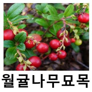 월귤나무 묘목 3년생 포트묘 2개묶음