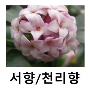 서향나무 묘목 천리향 키80cm 전후 대품