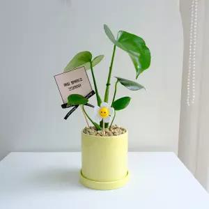 공기정화식물 몬스테라 엘로우 화분 13cm 스마일꽃 픽 - 승진 개업 축하화분