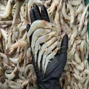 국내산 생물 중하새우 1kg 60-80미 내외 당일조업 새우장 튀김 구이 제철 요리 재료 급냉상품 선택가능