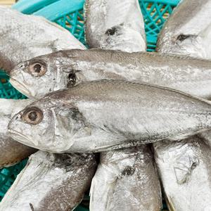 농가살리기 국내산 여수 반건조 백굴비(백조기) 7-10미 (총 1kg내외)