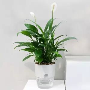 워터뷰 원형 자동급수 화분 심지 저면관수화분 자동급수화분 저면관수화분 자동관수화분