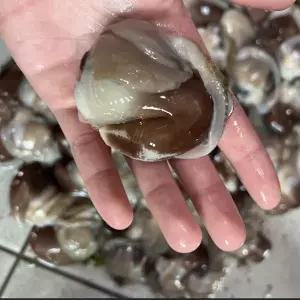 여수 생물 손질 검정새조개 200g 16미 내외