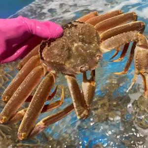 러시아 자숙 대게 3kg A급