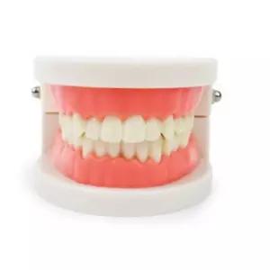 구강모형 치아모형 구강교육