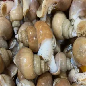 [맛] 자연산 활 백골뱅이 2KG 중 50-70 동해안