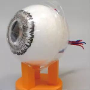 어린이 눈구조공부 간편 안구모형만들기 탁상용 중학교 홍체