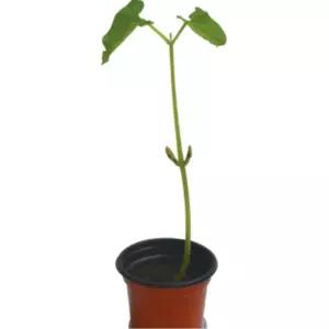 초등학교 강낭콩키우기 화분 흙세트5P 유치원 잎관찰 쉬운 교실