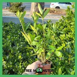 치자나무 열매치자 10cm 포트