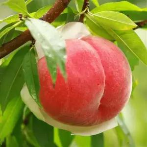 복숭아(나무) 복숭아(묘목) 황도 백도 천도 왕천도 경봉 백도 등 접목1년 8가지 품종