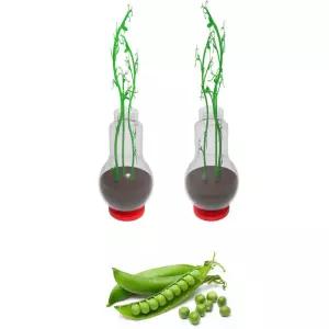 초등학교 생물관찰 자연학습 완두콩 성장과정 새싹 키우기 식물성장일지