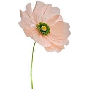 만들기 종이꽃 플라워 페이퍼 모란 초콜릿 사진 걸이 있는 추수감사절 왕꽃포토존