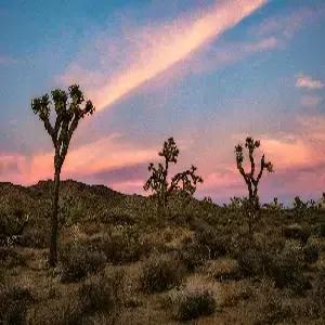 미서부 4대 캐년 9일#베스트상품 #조슈아트리 국립공원 #호스슈벤드 #4대국립공원 #3대도시