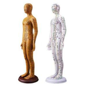 한의원 마네킹 더미 침술 마네킨 피부관리 얼굴 해부 80CM 경형모형 혈자리 그림의