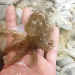 국내산 생물 주꾸미 1kg 제철 쭈꾸미 산지 직송