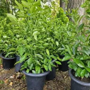 유주나무 2년생 결실주 1주