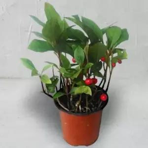 공기정화 자금우 돈벌어다주는 화분 천량금 천냥금 WFLPK84