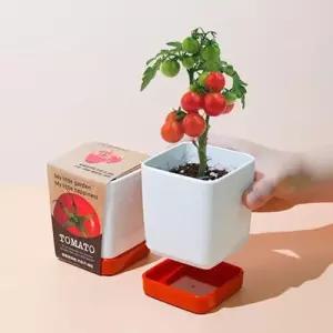 재배 컬러물받침 방울토마토 세트 아이방꾸미기 화분 WFLPLFA