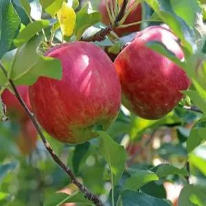 사과나무묘목 홍로사과나무 홍로사과나무 2년생중묘 유실수 약용수 조경수 꽃나무(TB)