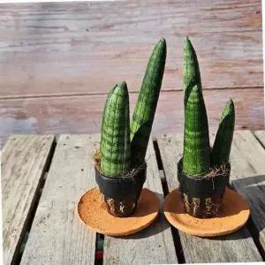 TC 이삭 공기정화식물 스투키(2개세트) - 나사가 인정