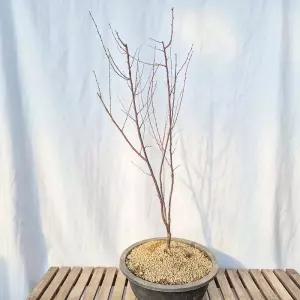 백매 나무 묘목 분재 베란다 조경 화분 키우기