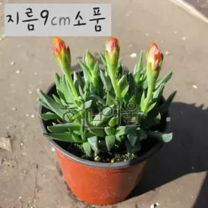 허브여울다육 요술꽃 지름 소품화분 9cm