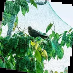 새보호망 새 그물 망 방조망 농작물 보호 참새 비둘기4x5M